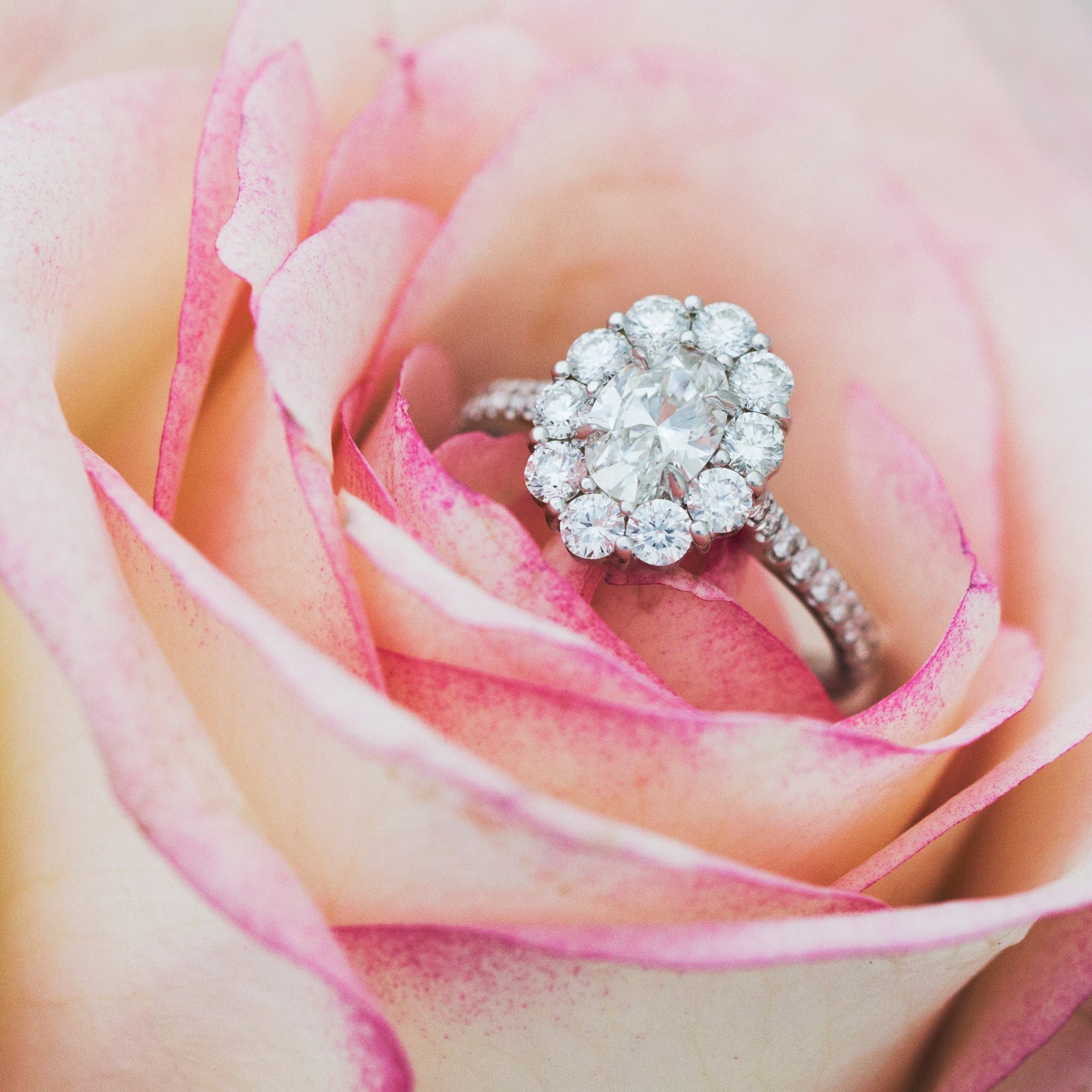 Diamond ring on a pink rose