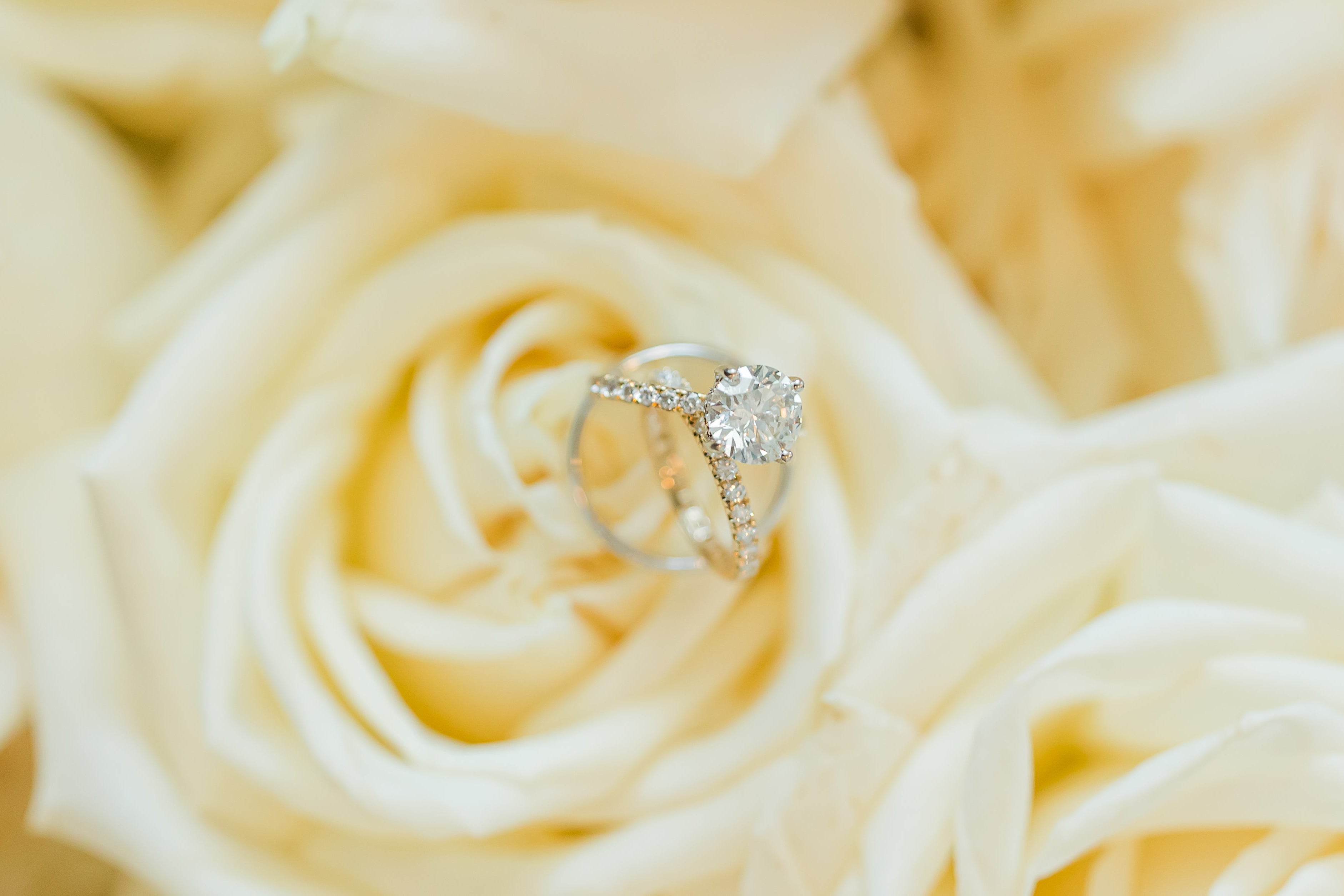 Diamond rings on a yellow rose