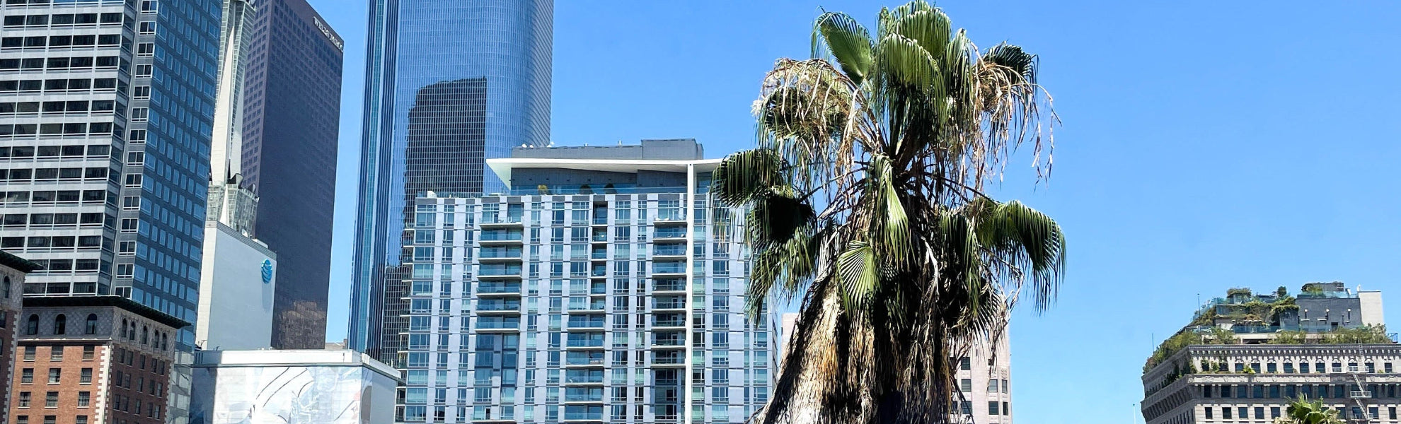 Tall palm tree in front of modern city skyline with clear blue sky